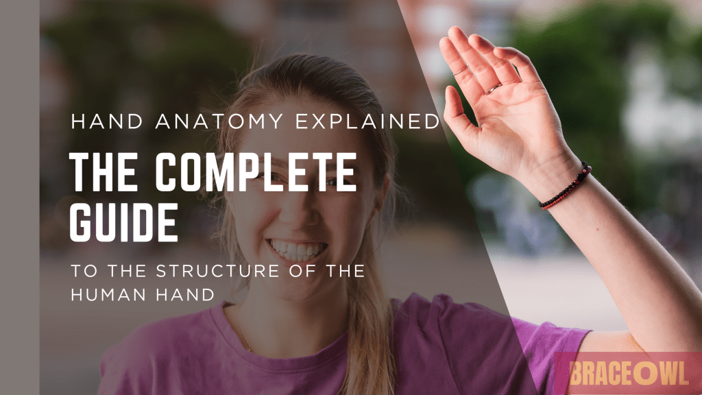Hand Anatomy Explained